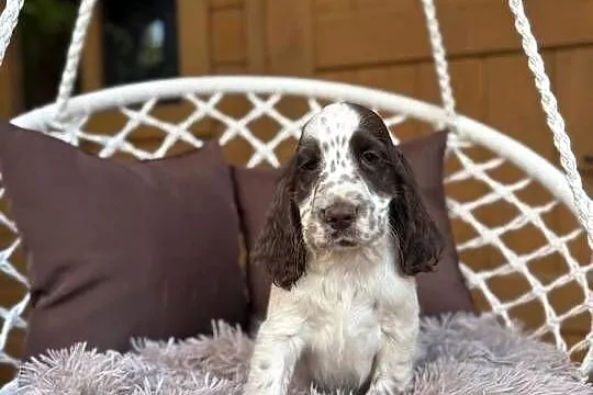 Śliczny piesek Cocker Spaniel Angielski liver Roan z rodowodem, Mazowieckie, Warszawa