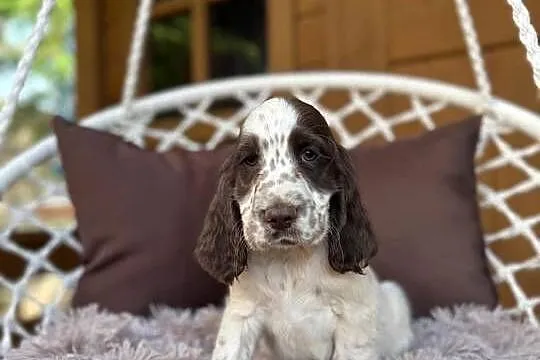 Śliczny piesek Cocker Spaniel Angielski liver Roan z rodowodem, Mazowieckie, Warszawa