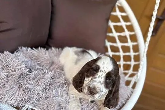 Śliczny piesek Cocker Spaniel Angielski liver Roan z rodowodem, Mazowieckie, Warszawa