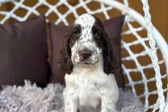 Śliczny piesek Cocker Spaniel Angielski liver Roan z rodowodem, Mazowieckie, Warszawa