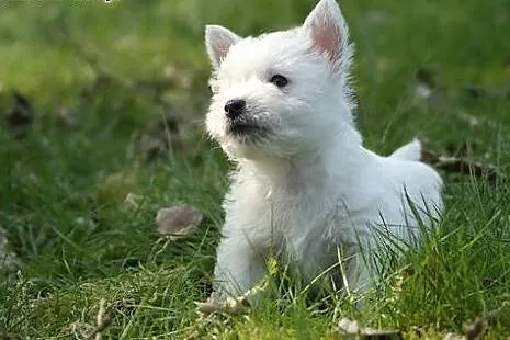 Śliczne szczenięta rasy West White Terrier!,  wiel
