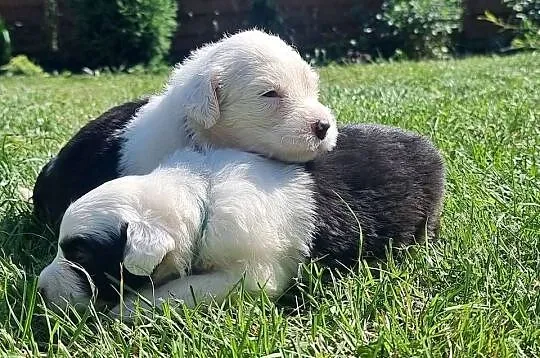 Owczarek staroangielski Bobtail, Mazowieckie, Serock