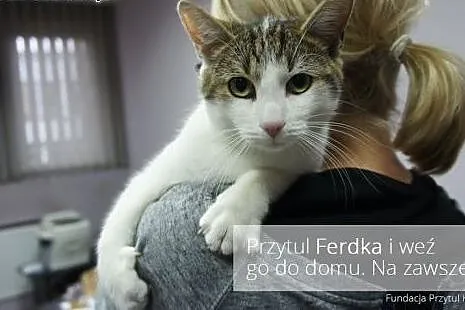 Ferdynard vel Ferdek;),  łódzkie Łódź