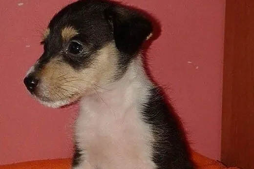 Janinka-malenka suczka 6-8 tyg,adopcja!!,  świętokrzyskie Kielce