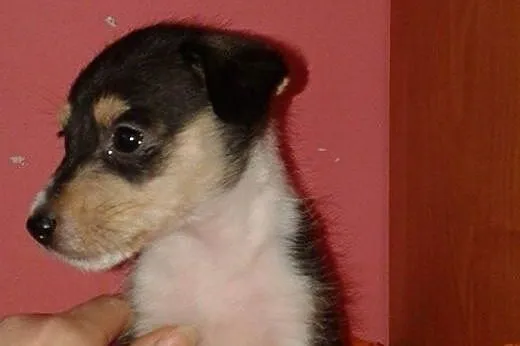 Janinka-malenka suczka 6-8 tyg,adopcja!!,  świętok