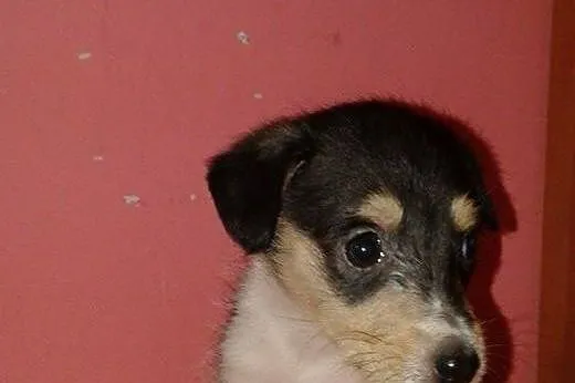 Janinka-malenka suczka 6-8 tyg,adopcja!!,  świętok