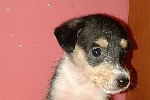 Janinka-malenka suczka 6-8 tyg,adopcja!!,  świętok