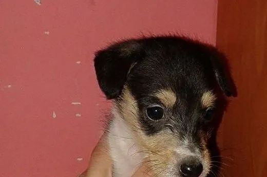 Janinka-malenka suczka 6-8 tyg,adopcja!!,  świętok