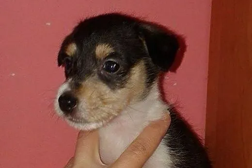 Janinka-malenka suczka 6-8 tyg,adopcja!!,  świętok