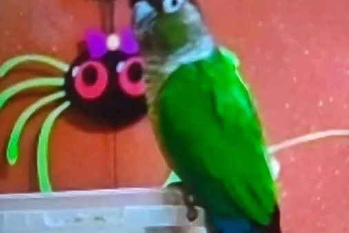 Rudosterki