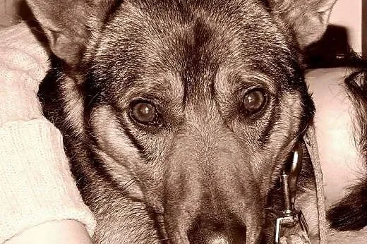 Koks , niby zwyczajny a nie zwyczjny psiak,  pomor