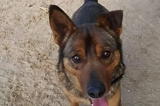 Koks , niby zwyczajny a nie zwyczjny psiak,  pomor