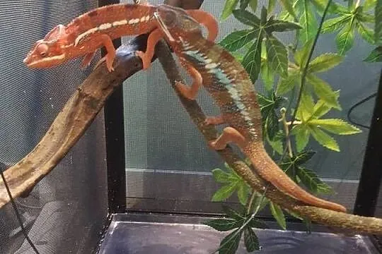 sprzedam kameleona lamparci