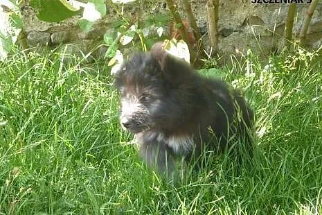Czarujący szczeniak Marley do adopcji,  kujawsko-pomorskie Toruń