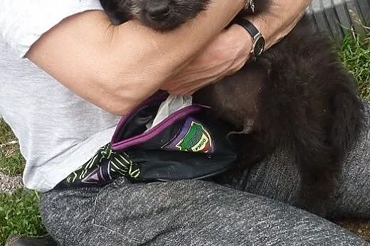 Czarujący szczeniak Marley do adopcji,  kujawsko-p