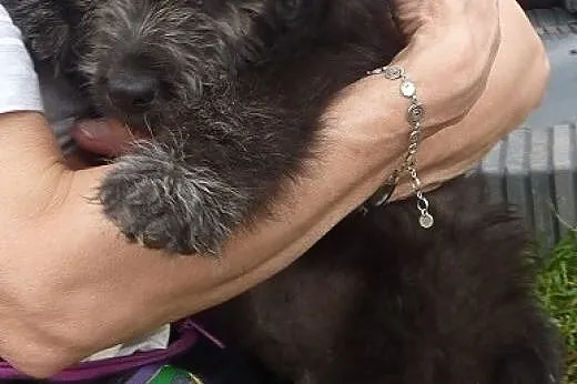 Czarujący szczeniak Marley do adopcji,  kujawsko-p