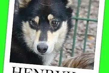 HENRYK - MIX HUSKY ,młody,energiczny, duży pies.Ad