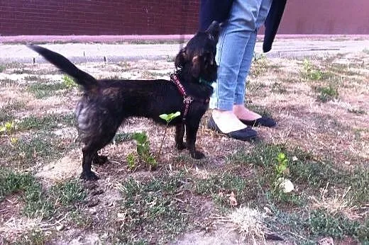 Taszka – 4kg, psa jakby ćwierć albo pół,  mazowieckie Warszawa