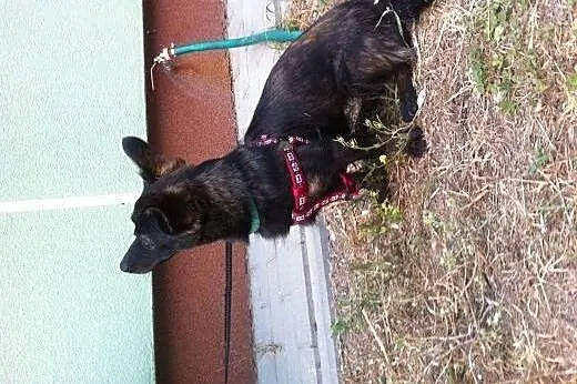 Taszka – 4kg, psa jakby ćwierć albo pół,