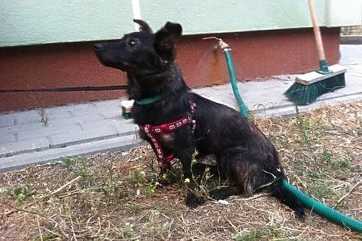 Taszka – 4kg, psa jakby ćwierć albo pół,