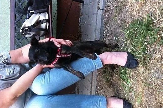 Taszka – 4kg, psa jakby ćwierć albo pół,