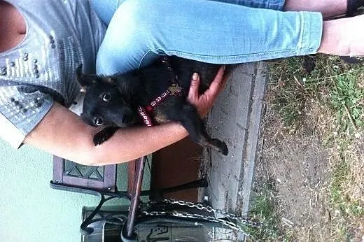 Taszka – 4kg, psa jakby ćwierć albo pół,