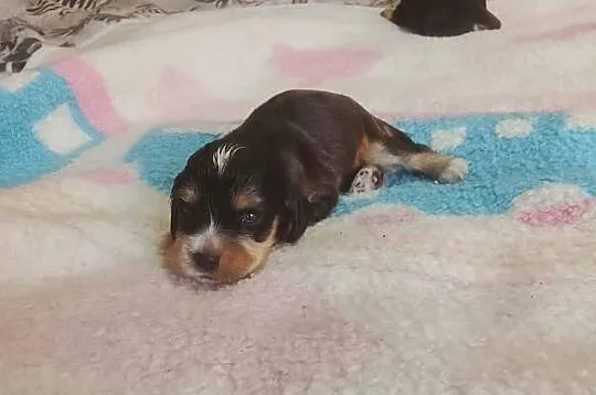 Cocker Spaniel Angielski Suczka