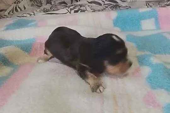 Cocker Spaniel Angielski Suczka, Wielkopolskie, Jutrosin