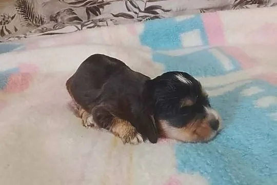 Cocker Spaniel Angielski Suczka, Wielkopolskie, Jutrosin