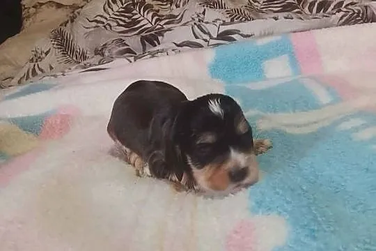 Cocker Spaniel Angielski Suczka, Wielkopolskie, Jutrosin