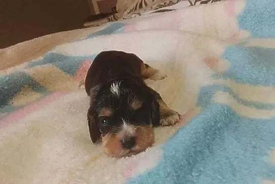 Cocker Spaniel Angielski Suczka, Wielkopolskie, Jutrosin