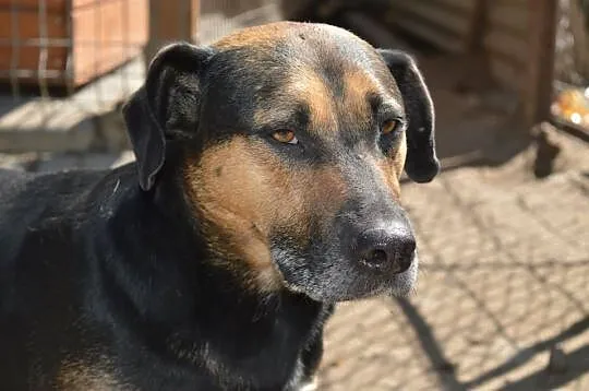 Pogodny, cierpliwy Felix, bezkonfliktowy i niewiel