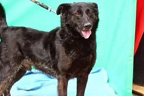 Duży,energiczny,przyjazny pies.ADOPCJA! ,  dolnośląskie Wrocław