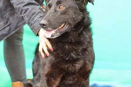 Duży,energiczny,przyjazny pies.ADOPCJA! ,  dolnośl