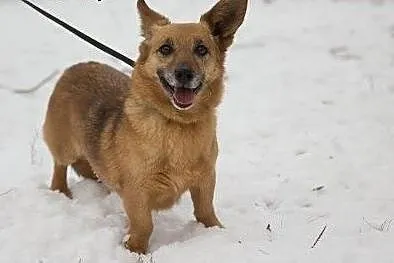 Maleńka lisowata sunia Foxy szuka domu!,  mazowieckie Warszawa