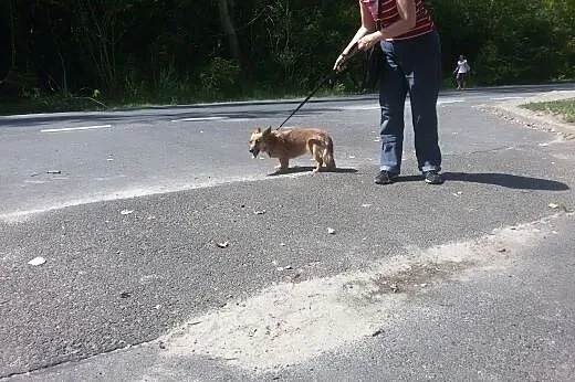 Maleńka lisowata sunia Foxy szuka domu!,  mazowiec