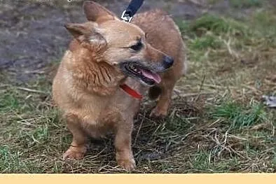 Maleńka lisowata sunia Foxy szuka domu!,  mazowiec