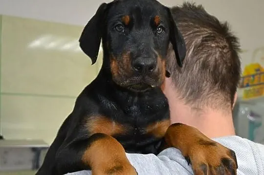 Szczenięta doberman po Interchampionach