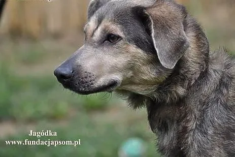 Jagódka- jestem milusińska przyjacielu!,  mazowiec
