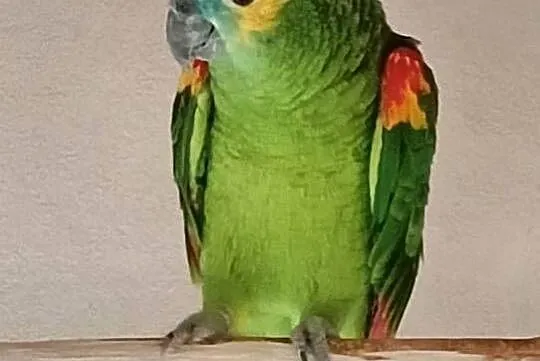 Amazonka niebieskoczelna