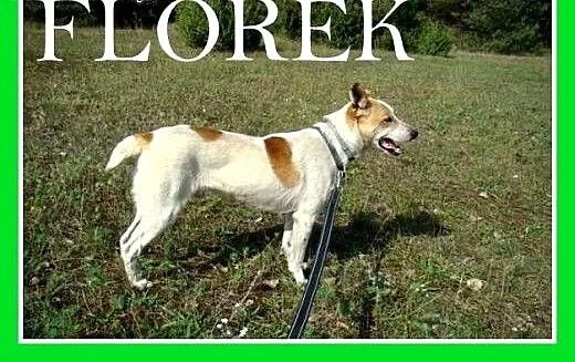FLOREK – młody, dwuletni, wesoły, kontak