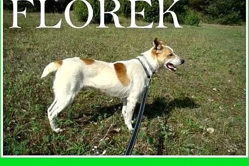 FLOREK &#8211; młody, dwuletni, wesoły, kontak