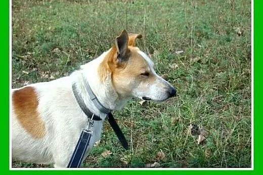FLOREK &#8211; młody, dwuletni, wesoły, kontak
