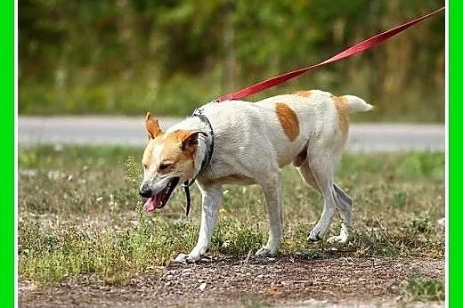 FLOREK &#8211; młody, dwuletni, wesoły, kontak