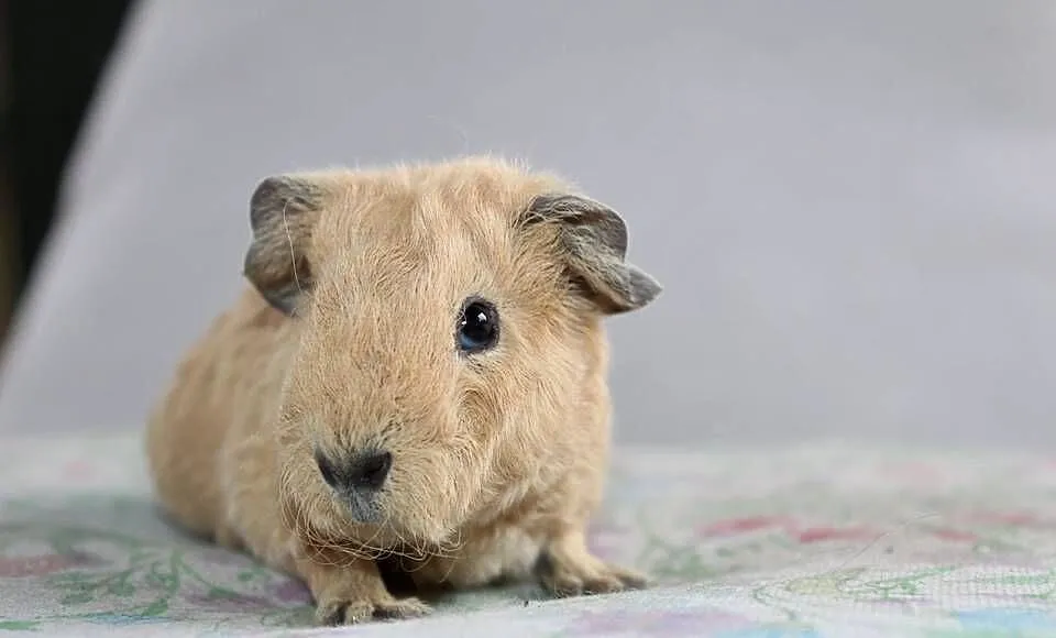 Świnka morska US Teddy samiczka, Wielkopolskie, Puszczykowo
