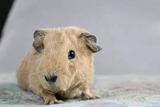 Świnka morska US Teddy samiczka, Wielkopolskie, Puszczykowo