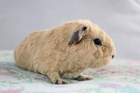 Świnka morska US Teddy samiczka, Wielkopolskie, Puszczykowo