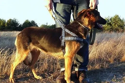 Kalina w typie owczarka,  Kundelki cała Polska