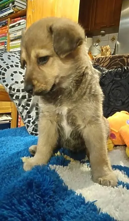 Tobi czeka na domek, podlaskie Białystok