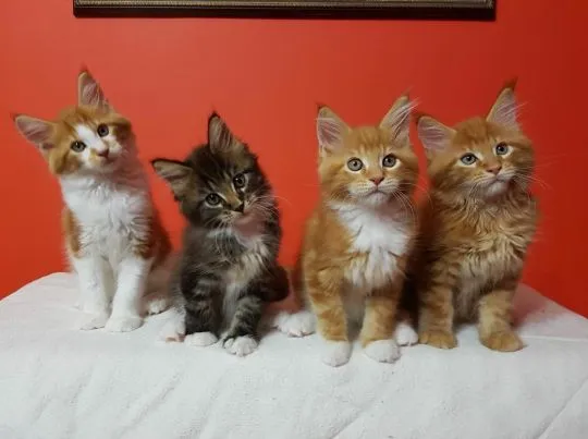 .Kocieta Maine Coon Mine coon.  email ......{{legowikanna7@gmail.com}}